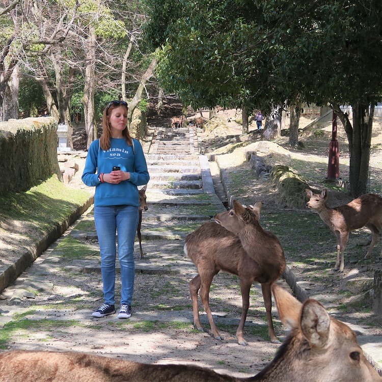 Deer at Nara